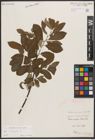 Foto von Salix cinerea L.